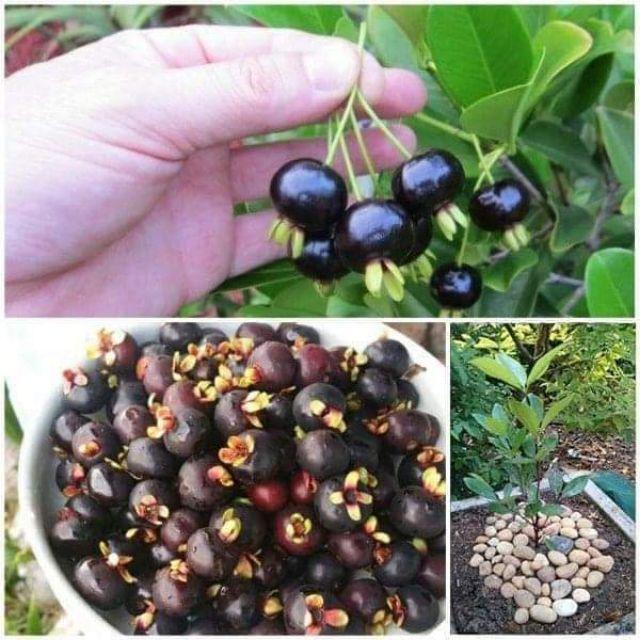 CÂY GIỐNG CHERRY BRAZIL CHỊU NHIỆT nhập khẩu