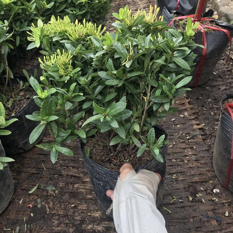 Cây hoa mẫu đơn vàng có hoa quanh năm thích hợp trồng ban công sân vườn