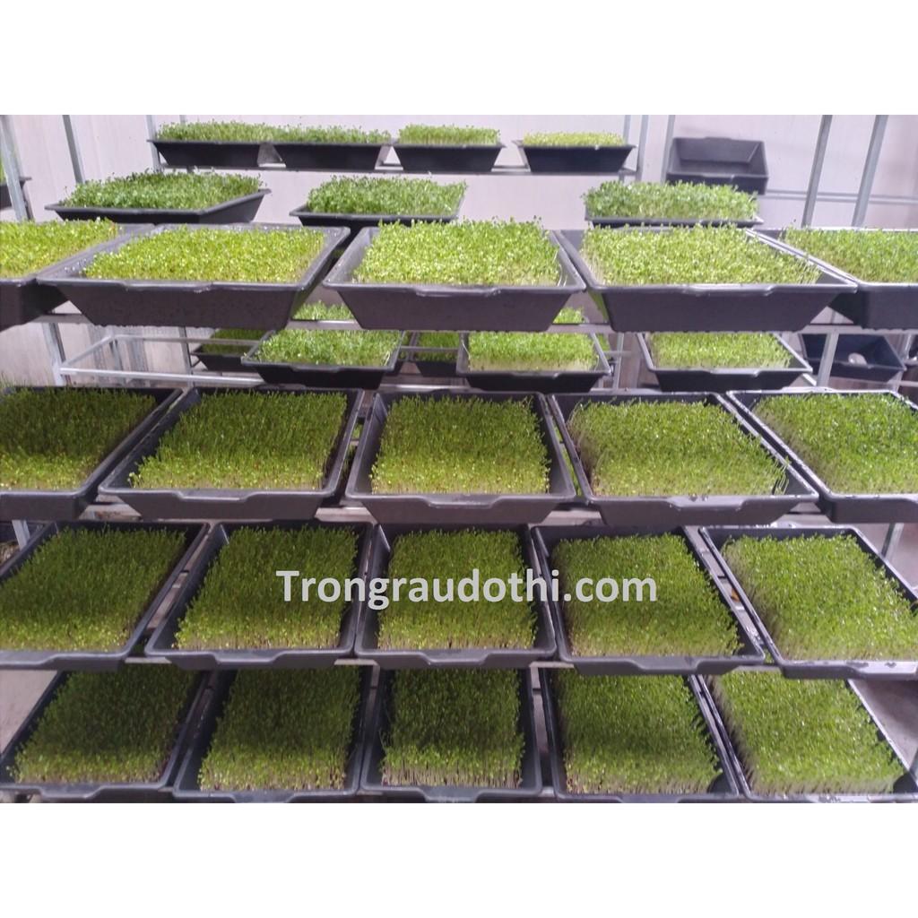 Combo 10 khay nhựa trồng rau mầm, chứa nước làm mát vườn lan