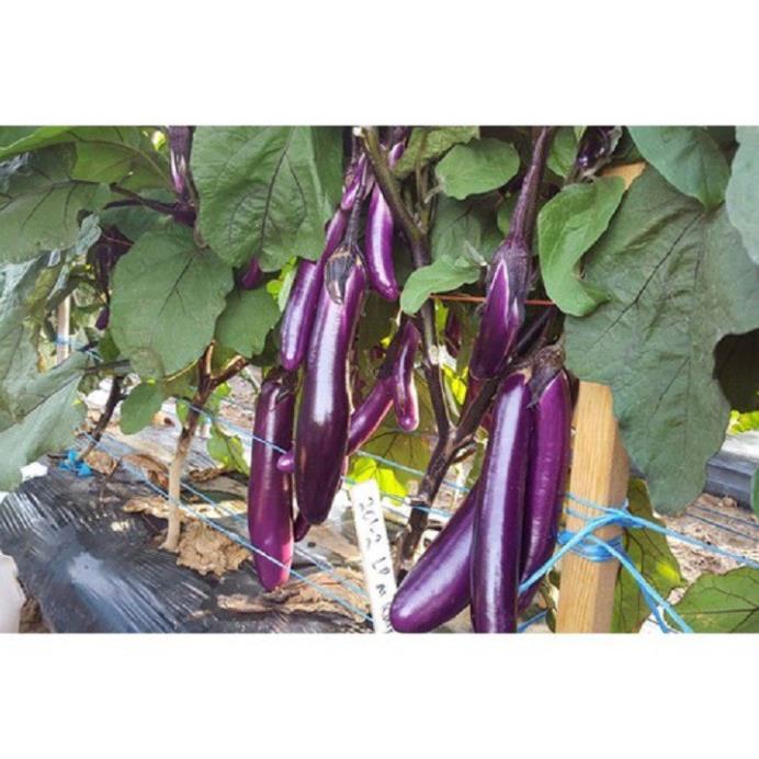 NGUYÊN CHẬU CÂY GIỐNG CÂY CÀ TÍM DÀI , GIỐNG CHUẨN F1