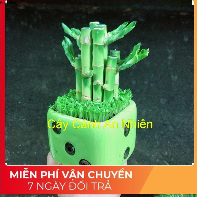 Chậu Trúc Phát Tài