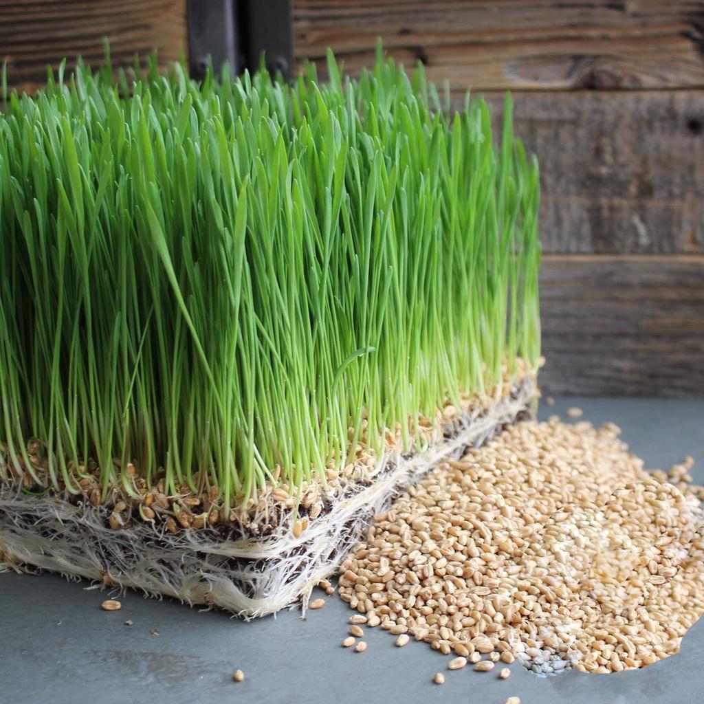 Hạt Giống Lúa Mạch, Lúa Mỳ -
