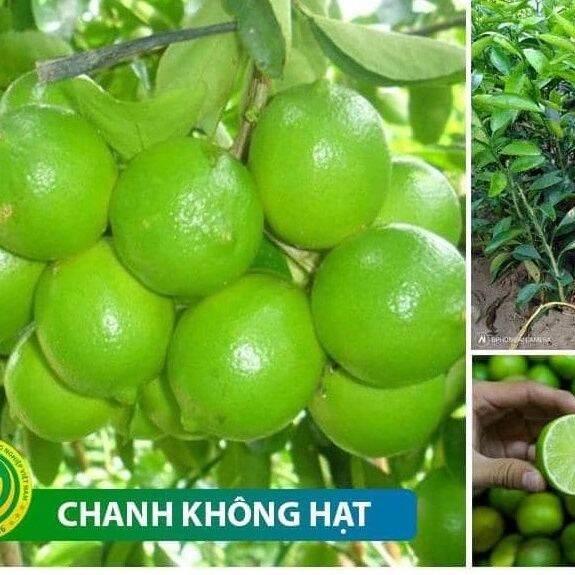 0Cây giống chanh không hạt vỏ mỏng cho quả quanh năm