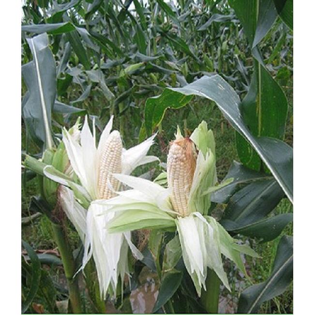Hạt Giống Bắp Nếp Nù -Gói 100gr