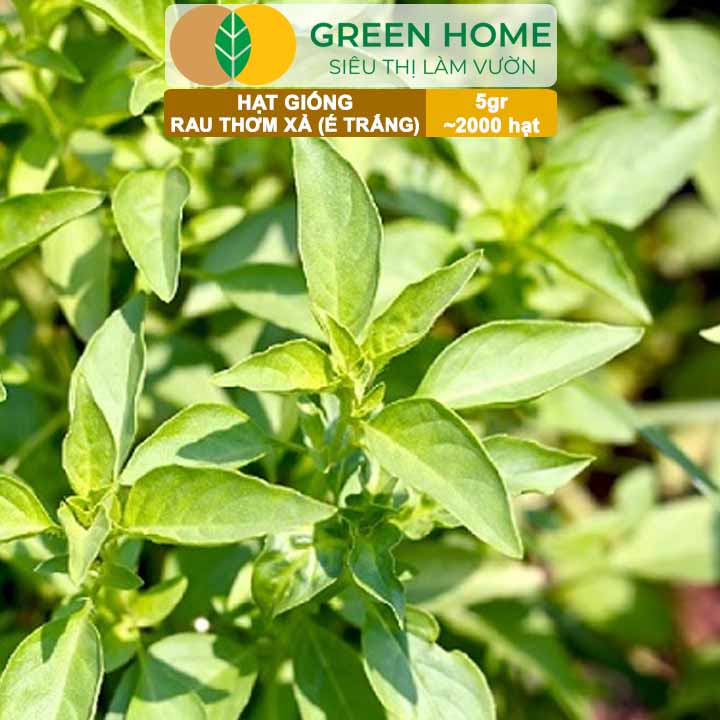 Hạt Giống Rau Thơm Xả (É Trắng) GreenHome, Gói 5g~2000 hạt, Sinh Trưởng Khỏe, Dễ Trồng Quanh Năm G19