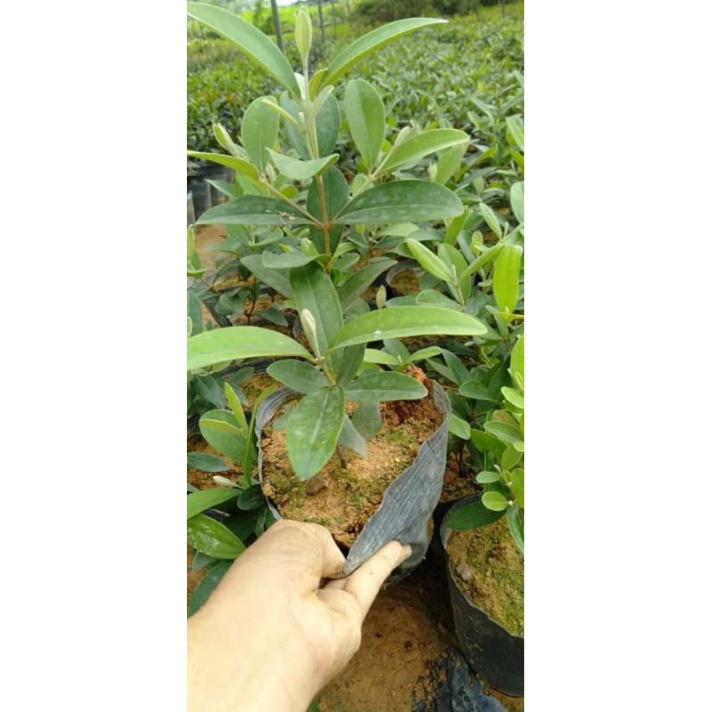 Cây sim ăn quả ảnh2