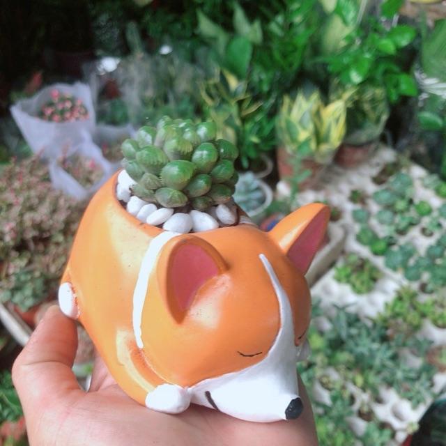 Chậu Cây Kim Cương