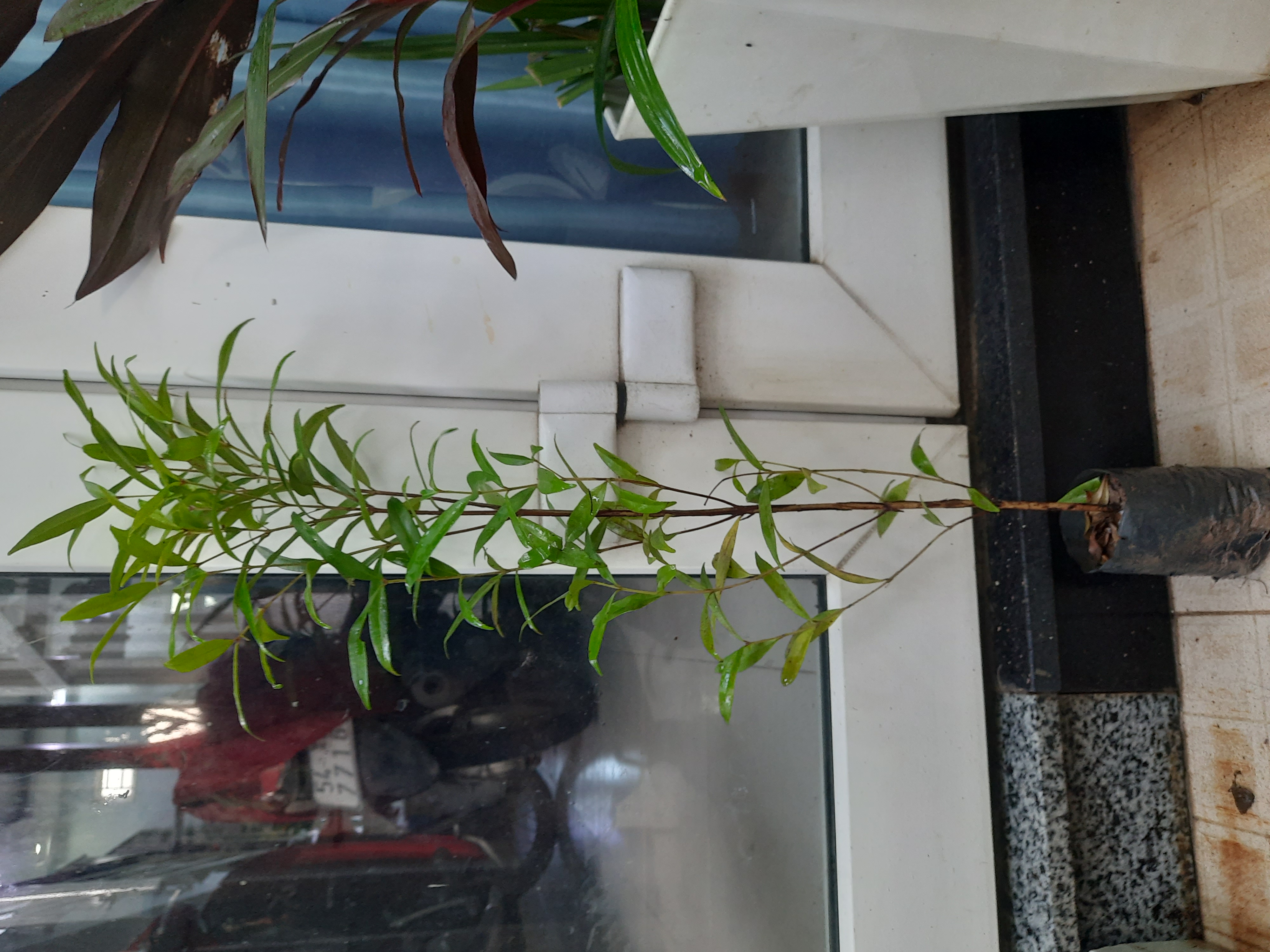 Cây hồng lộc, cây giống, như hình ảnh