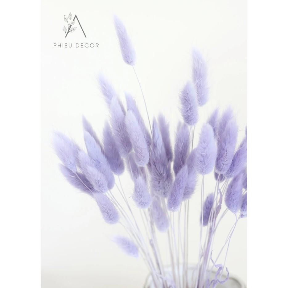 5 BÔNG Cỏ đuôi thỏ Lagurus Bunny Tails - Decor, Phụ kiện chụp ảnh