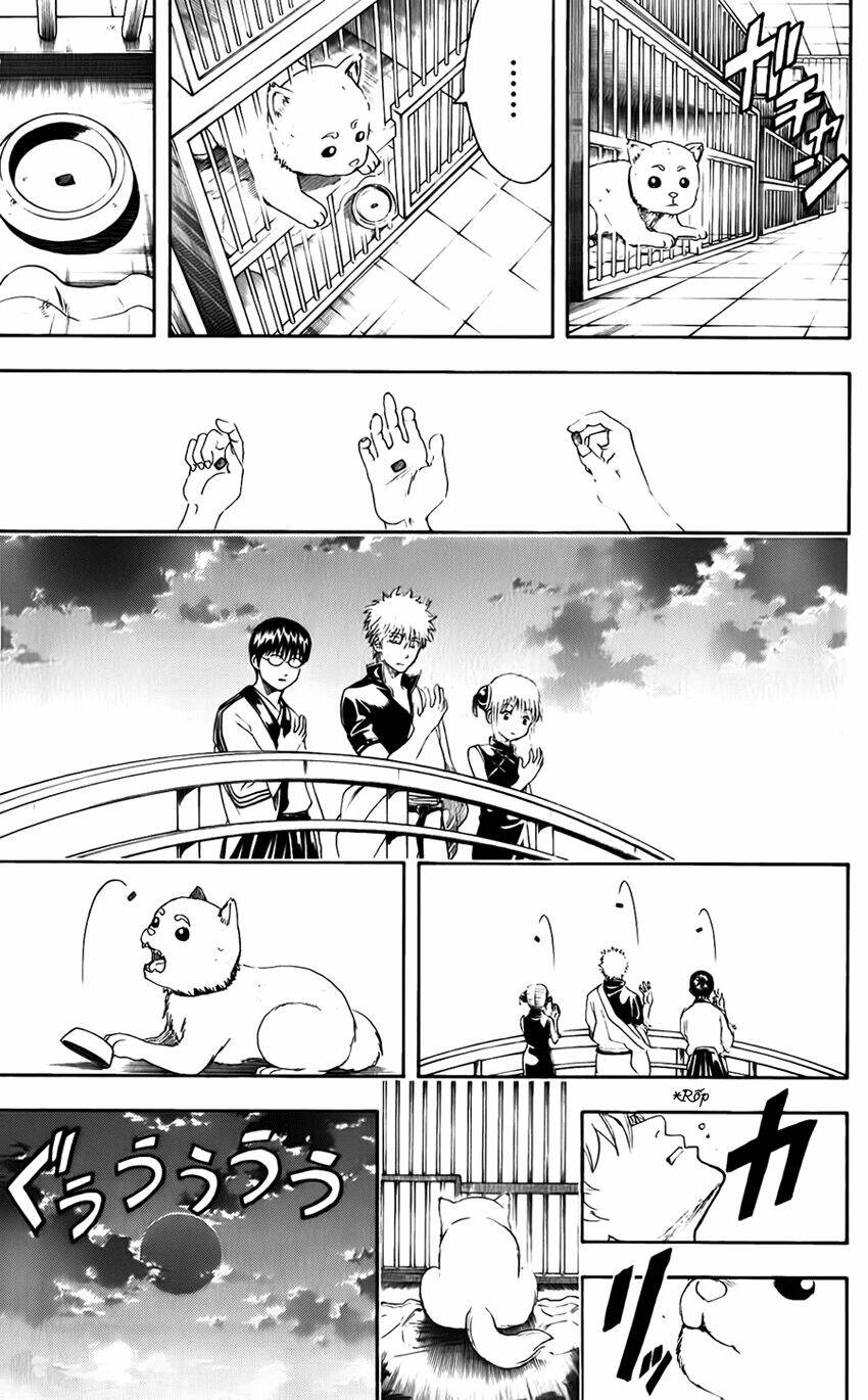 gintama - linh hồn bạc chapter 402 22