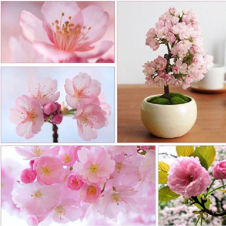 Hạt giống hoa anh đào nhật - Gói 10 hạt