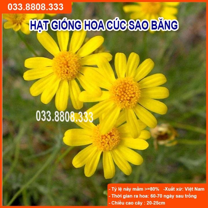 Hạt Giống Hoa Cúc Sao Băng-Tỷ lệ Nảy Mầm Cao