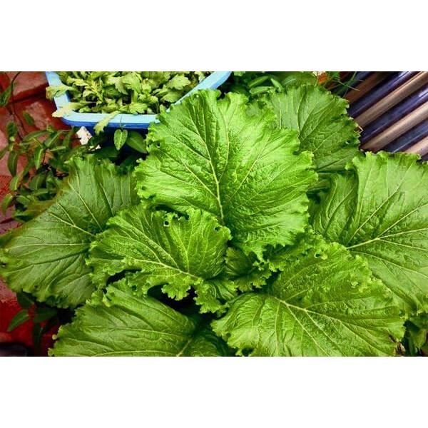 Hạt giống cải bẹ vàng, cải mào gà F1, cây lớn, mềm ngọt, chịu nhiệt tốt, siêu dễ trồng gói 20g