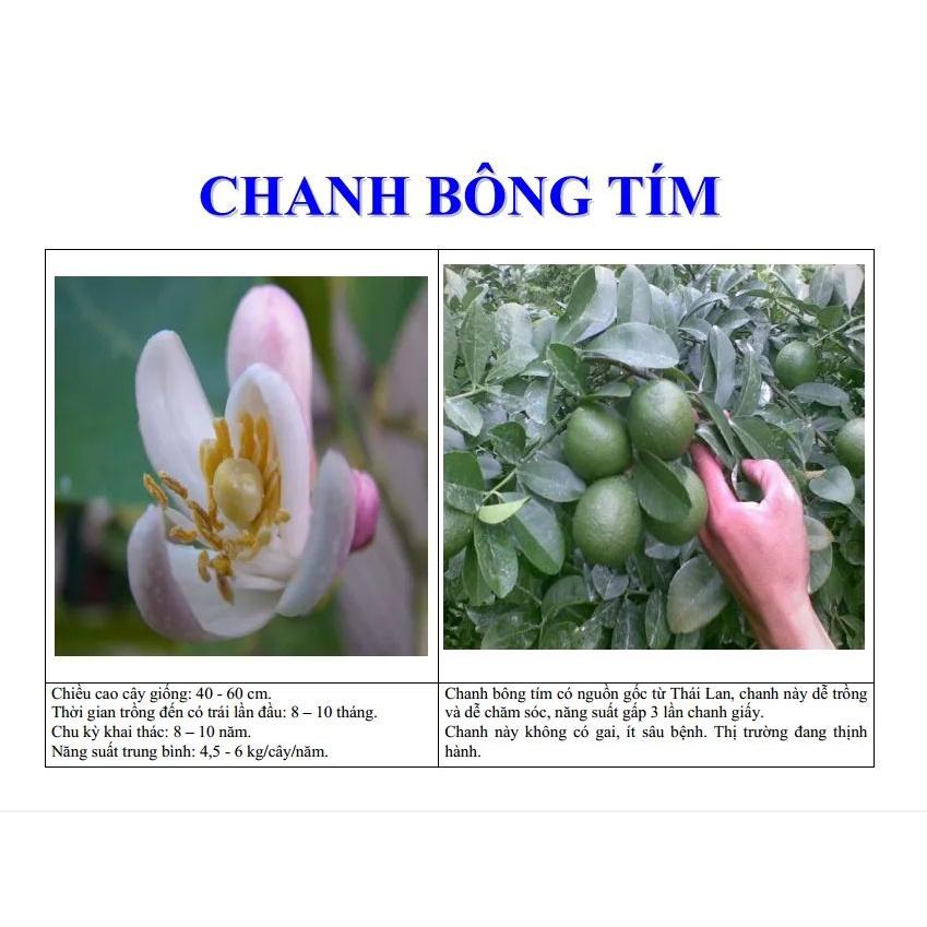 Cây giống chanh bông tím