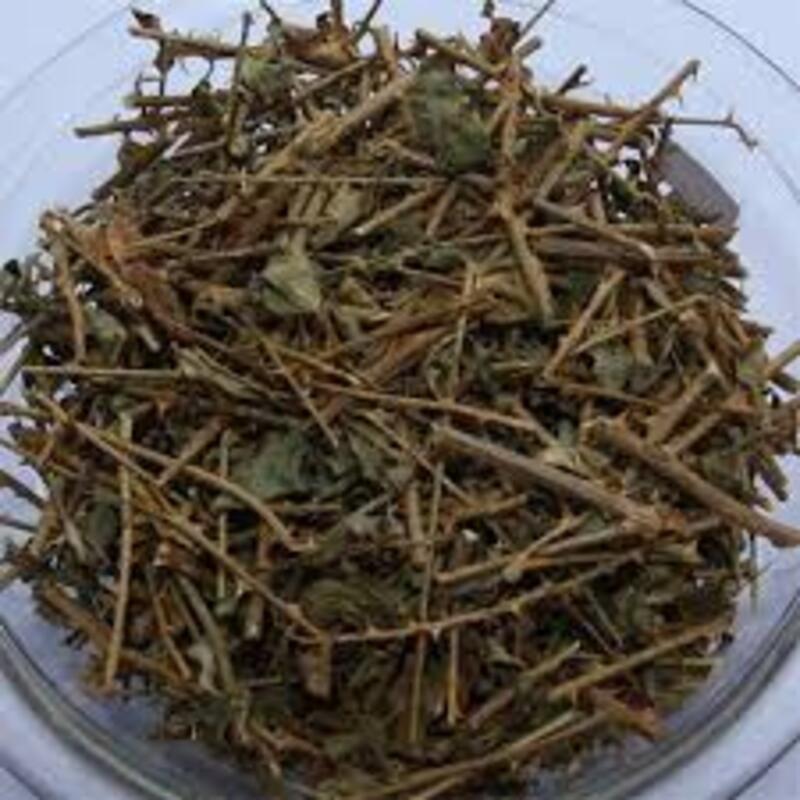 CÂY GIỐNG CÀ GAI LEO SIÊU TỐT