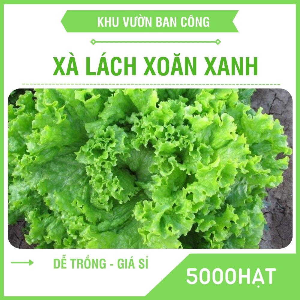 Hạt Giống Rau Xà Lách Xoăn Xanh Ngắn Ngày Thu Hoạch Quanh Năm Quy Cách 5000-2500-100 Hạt - Khu Vườn Ban Công
