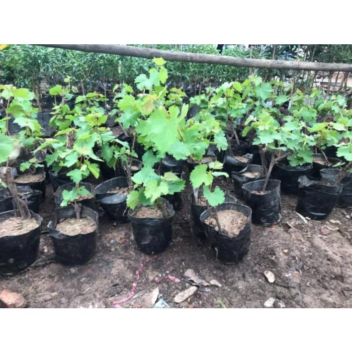 Cây Giống Nho Giống Nữ Hoàng Đen