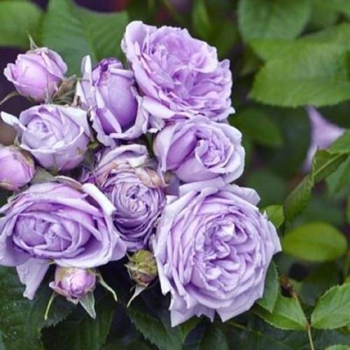 Hoa hồng ngoại Blue Storm tím huyền thoại -bầu cây giống phát triển ổn định