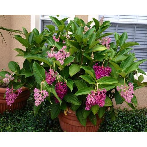 Cây Hoa Hòn Ngọc Viễn Đông- cây size nhỡ