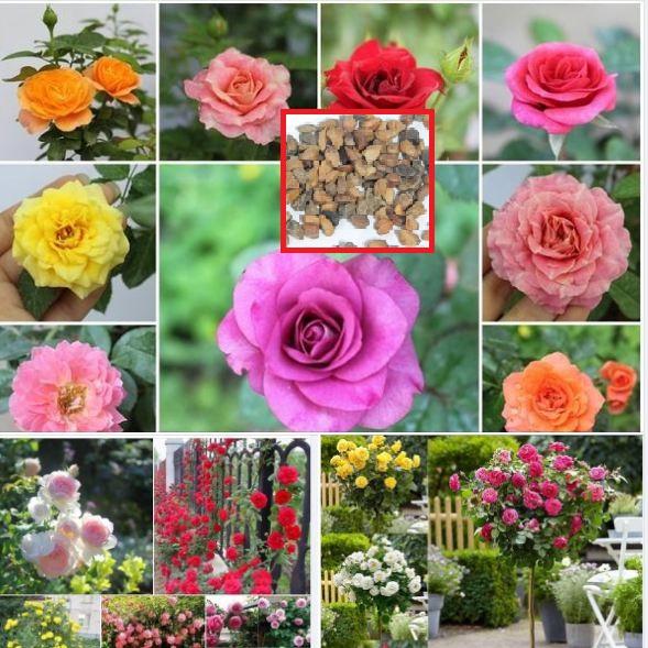 Hạt giống hoa hồng hà lan mix màu--gói 20 hạt