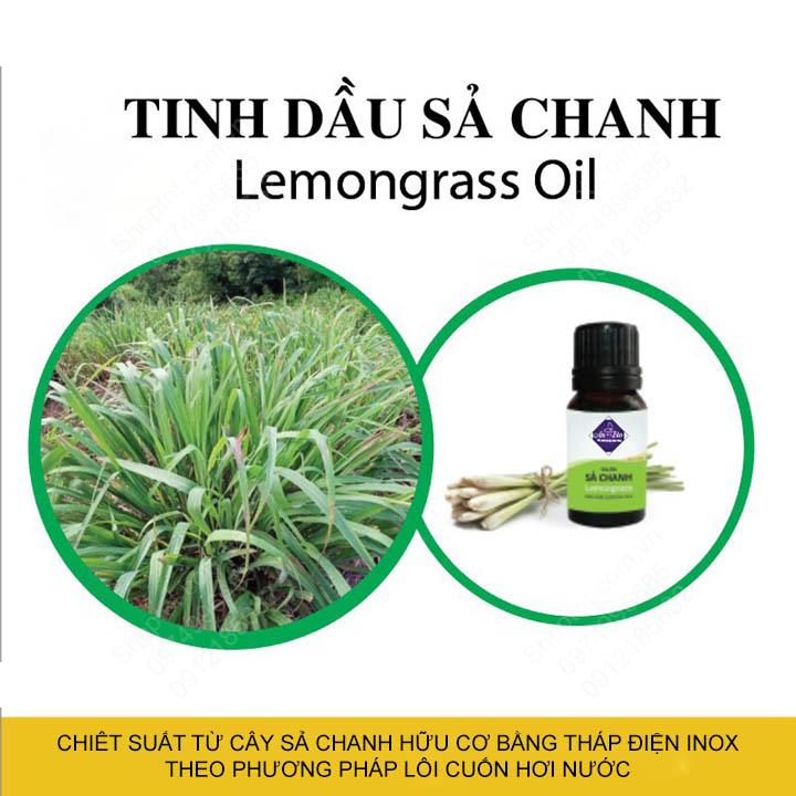 Tinh dầu Sả chanh 100% nguyên chất được chiết xuất từ cây Sả chanh, cho mùi thơm tự nhiên