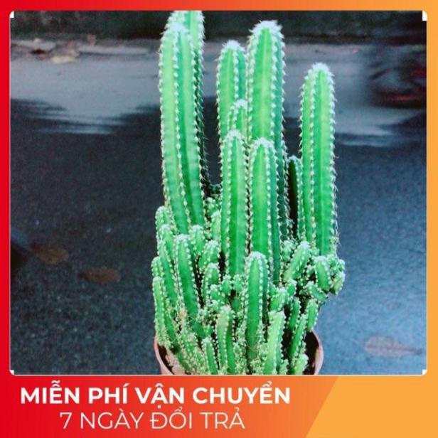 Xương Rồng Thanh Sơn Size Lớn