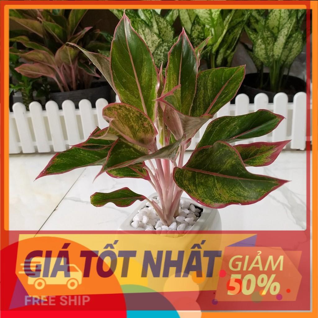Cây Phú Quý Để Bàn