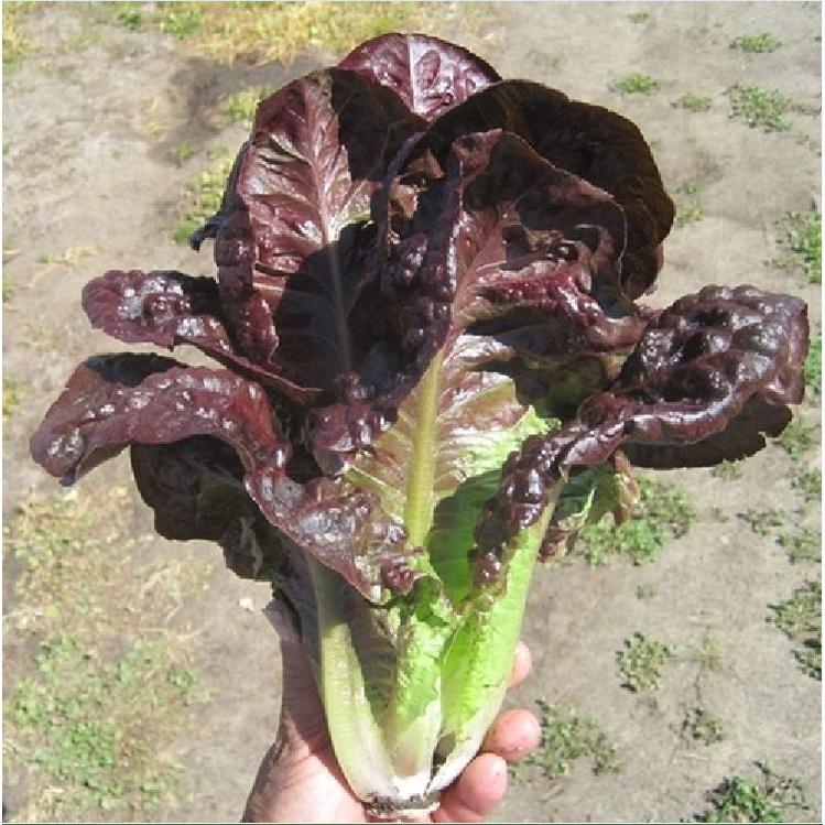 Hạt giống xà lách ROMAINE đỏ cao sản KNS3201 - Gói 0.2gram