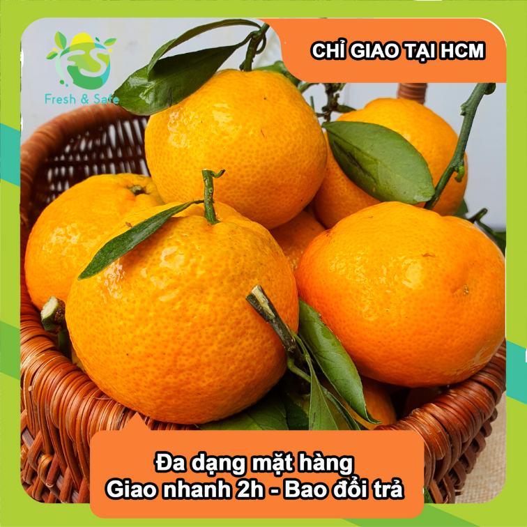 Quýt giống Thái - 1KG