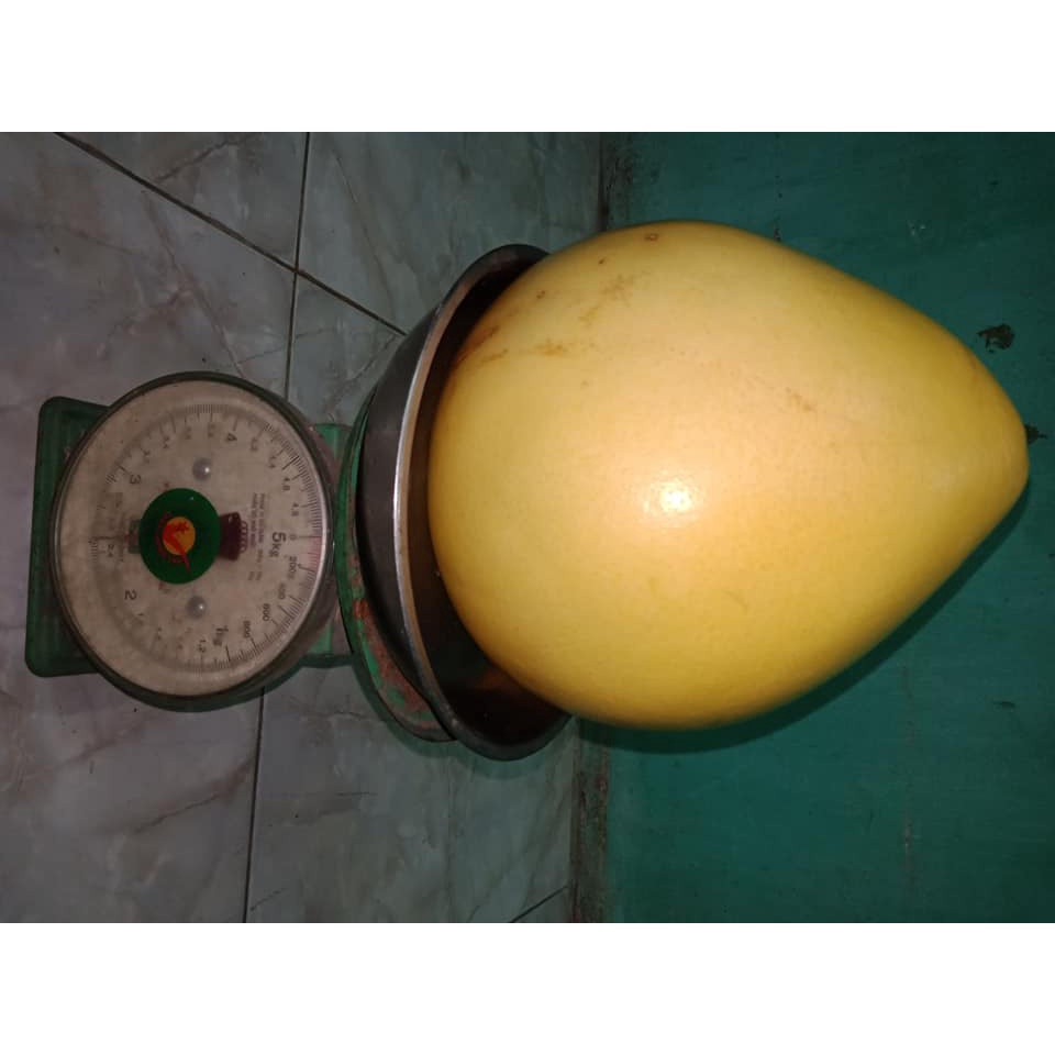 Cây giống Bưởi Vàng F1