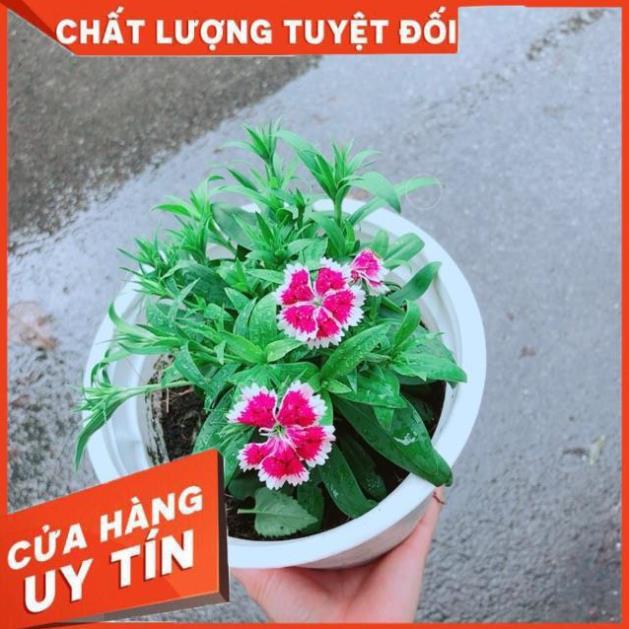 Chậu Hoa Cẩm Chướng