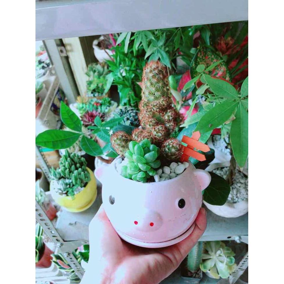 Chậu Xương Rồng-Sen Đá Bán Chạy