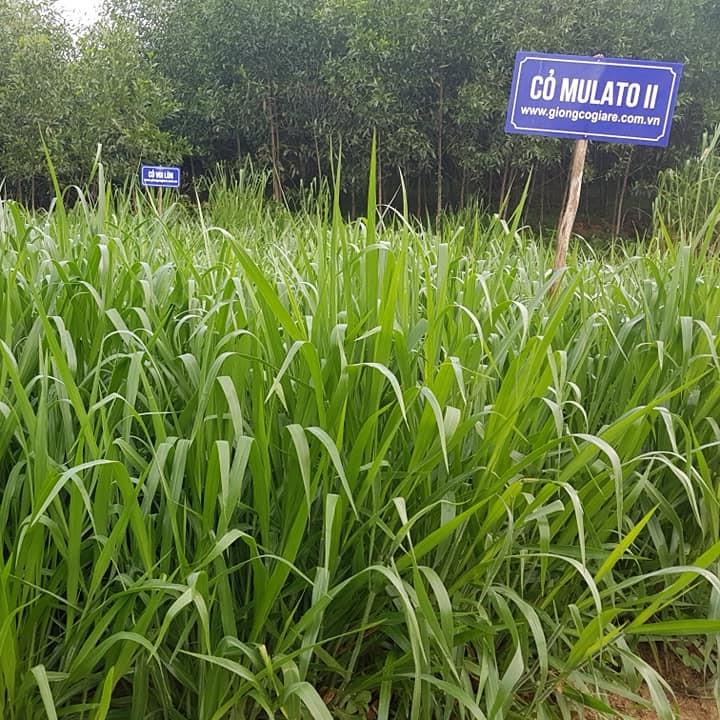 Giống Cỏ Mulato II - Giống Cỏ Chăn Nuôi Năng Suất Cao Chịu Hạn, Chịu Lạnh Tốt