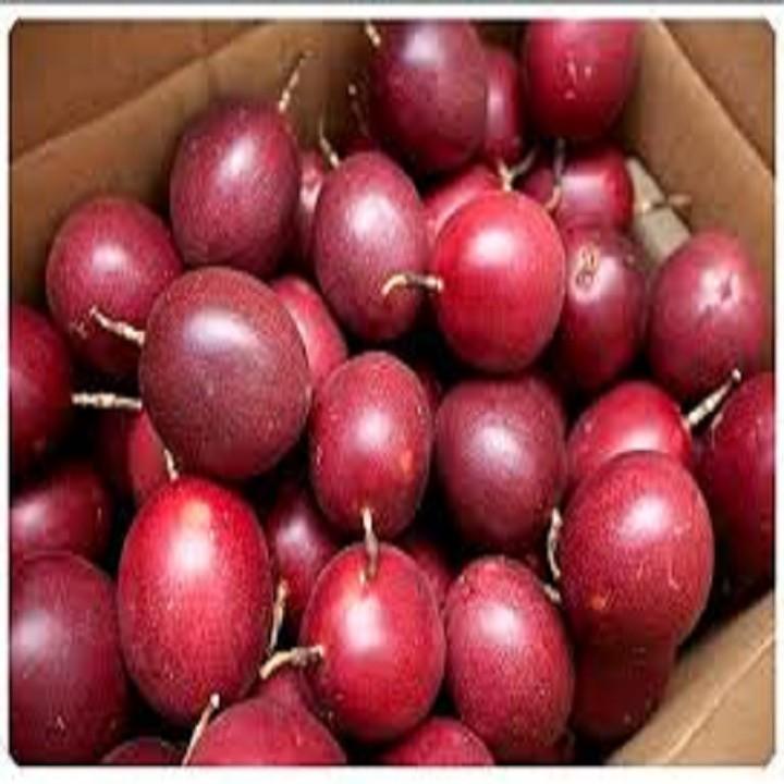 CÂY GIỐNG CHANH LEO TÍM SIÊU QUẢ
