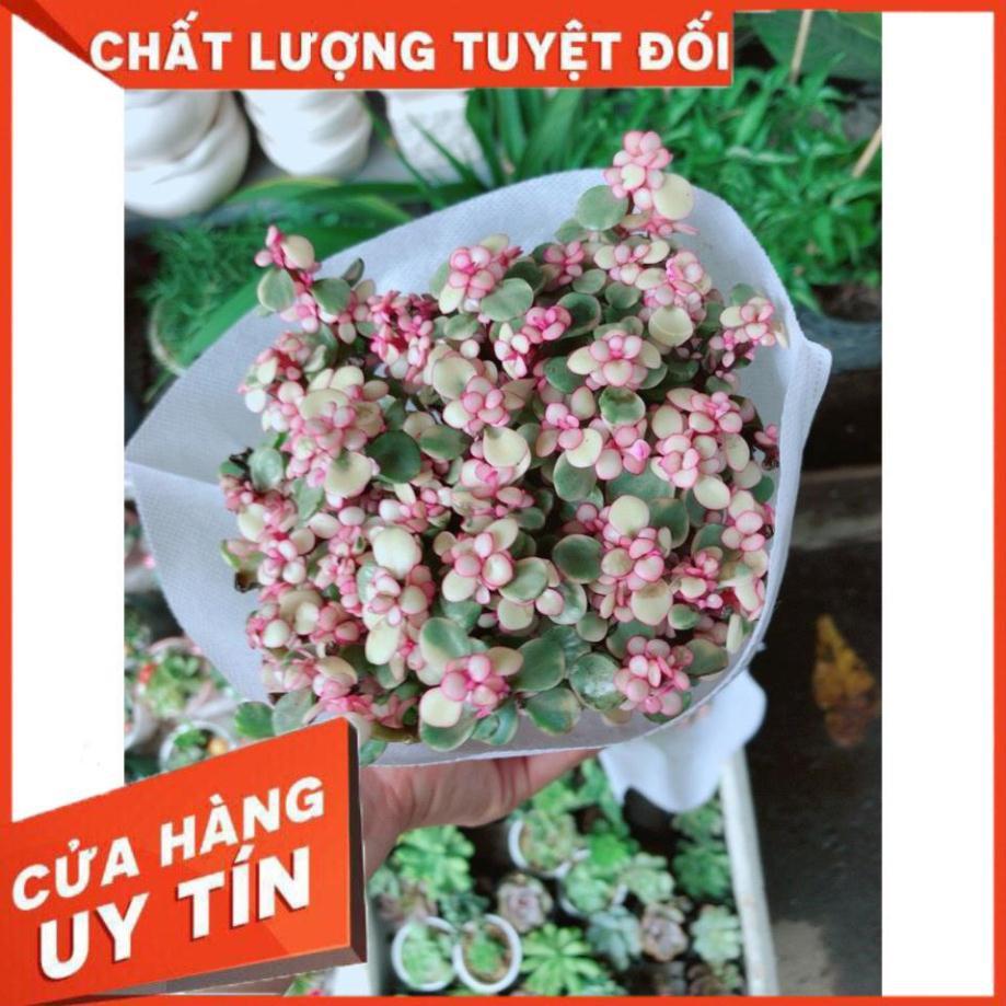 Sen Đá Đô La Hồng Trắng