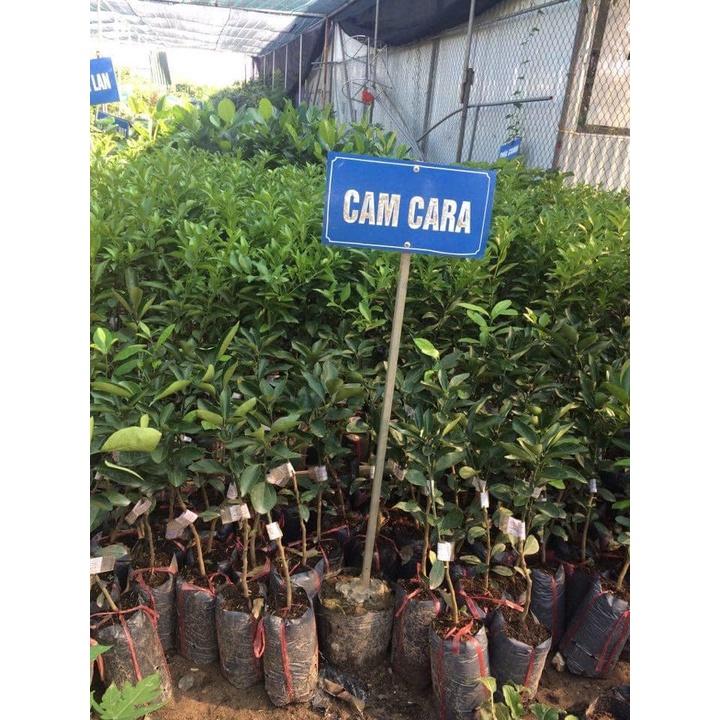 Cam cara Ruột đỏ giống cây trồng chất lượng cao, giống cây trồng nhập ngoại mang lại hiệu quả kinh tế cao