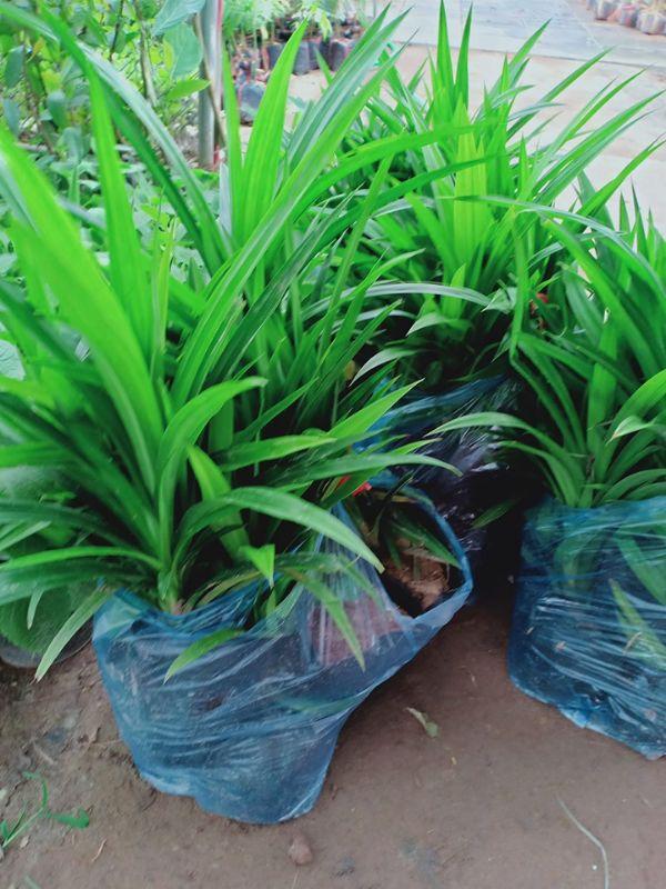 Cây Lá Nếp Thơm cây đẹp giống chuẩn