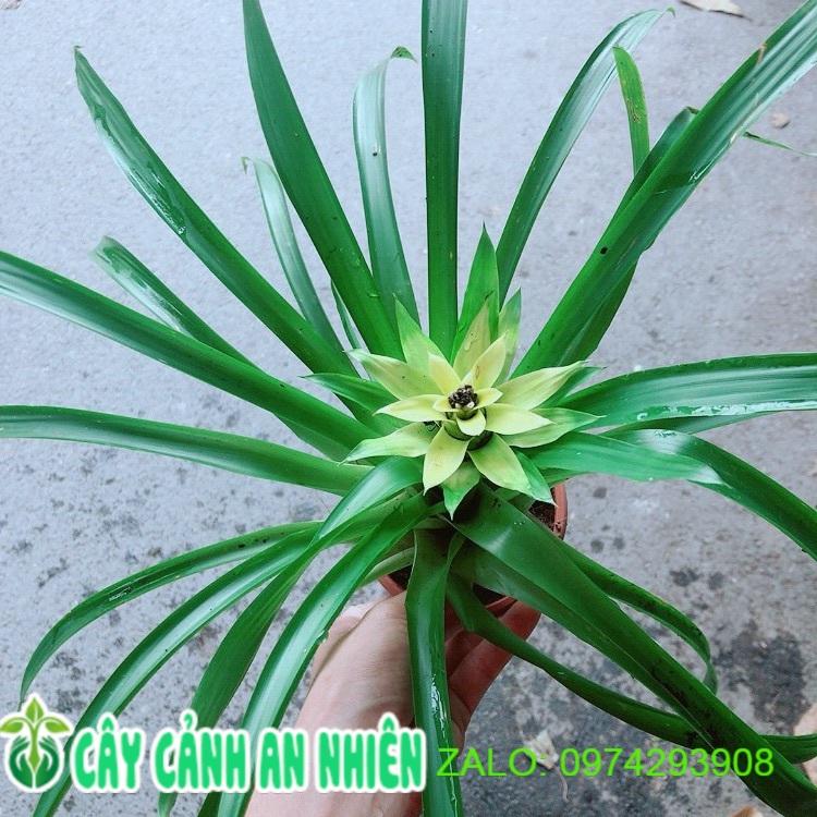 Cây Phát Lộc Hoa