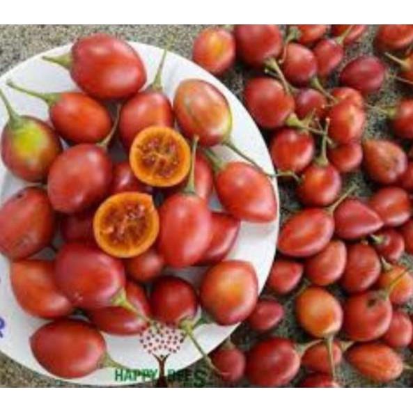 Cây giống cà chua thân gỗ
