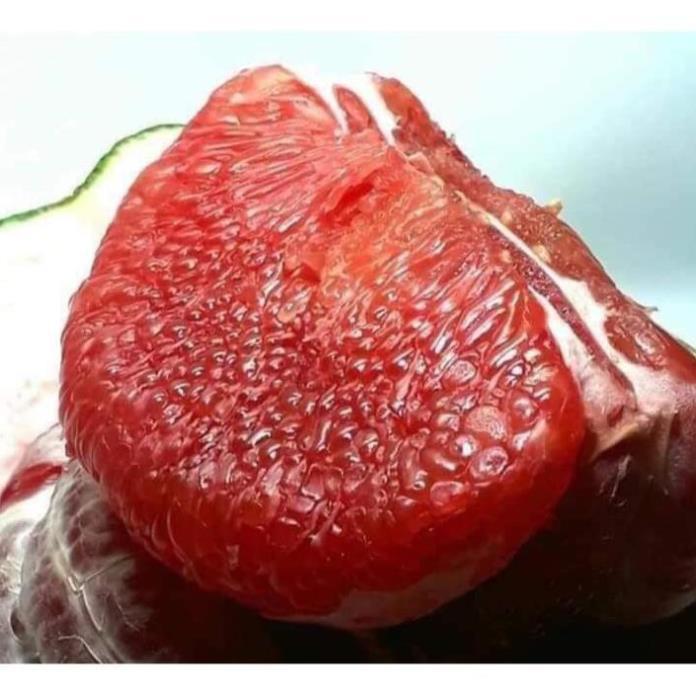 Sản phẩm BƯỞI RUBY THÁI LAN