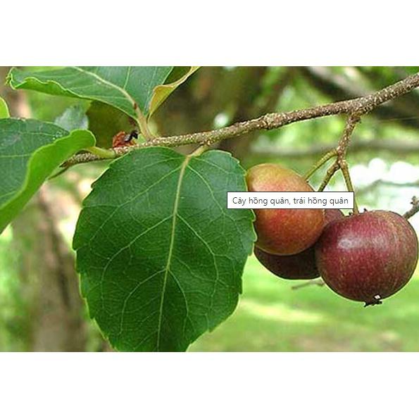 Cây hồng quân, mận quân, bồ quân