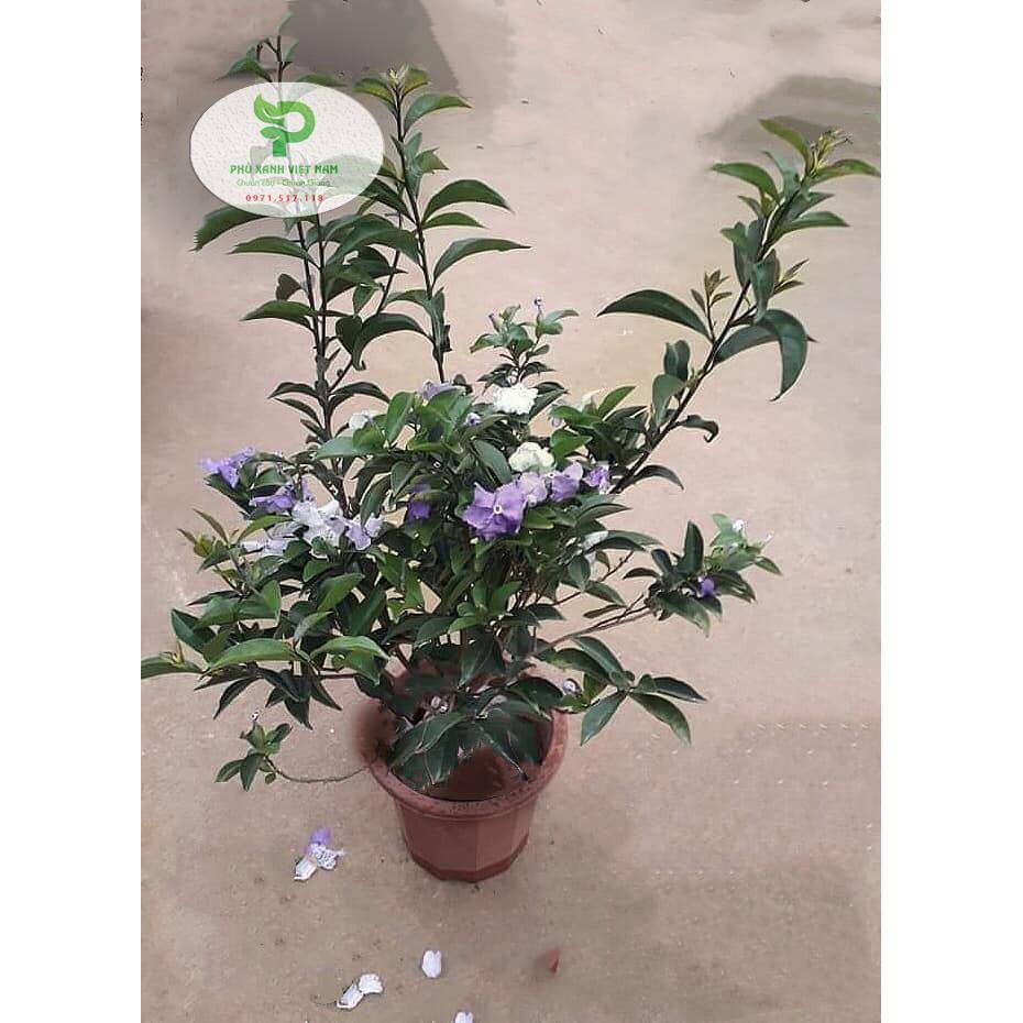 Hoa Nhài Nhật Hoa Đẹp, Dáng Cao, Nhiều Nhánh