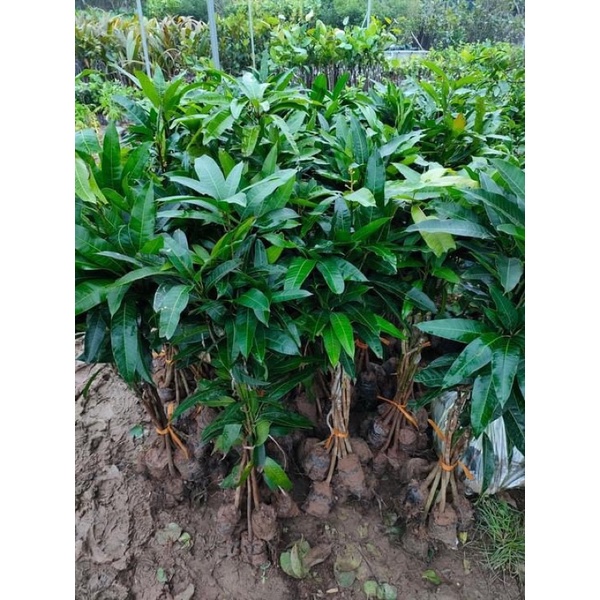 GIỐNG CÂY SOÀI THÁI GHÉP