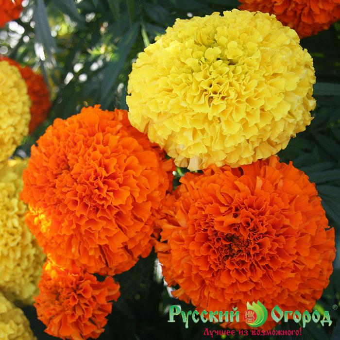 Hạt Giống Cúc Vạn Thọ Mỹ Lùn -