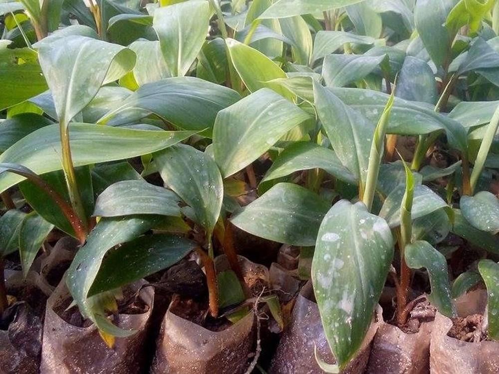 Cây giống CHUỐI ĐỎ
