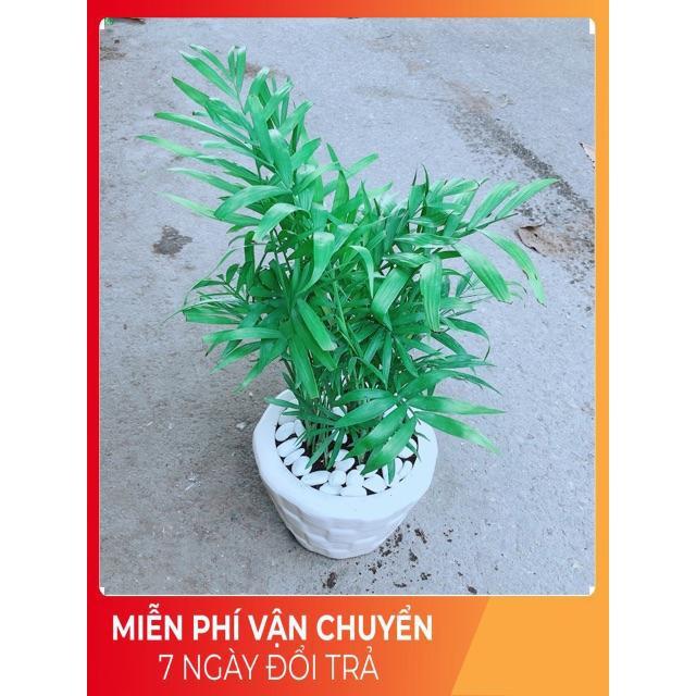 Chậu Cây Cau Tiểu Trâm