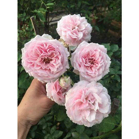 Hoa Hồng đào cổ thân bụi - bầu to, cây to lơn trồng bịch vải