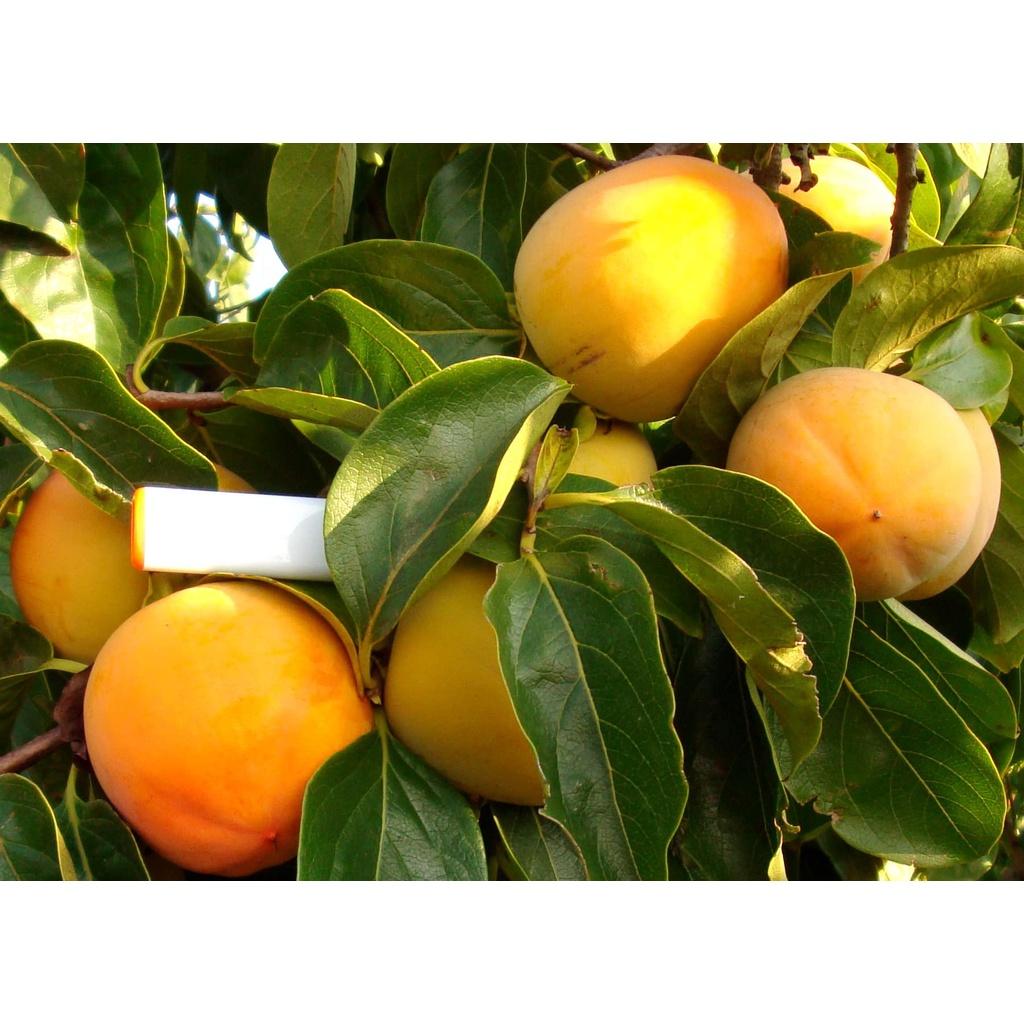 COMBO 2 Cây giống Hồng Giòn Nhật Bản