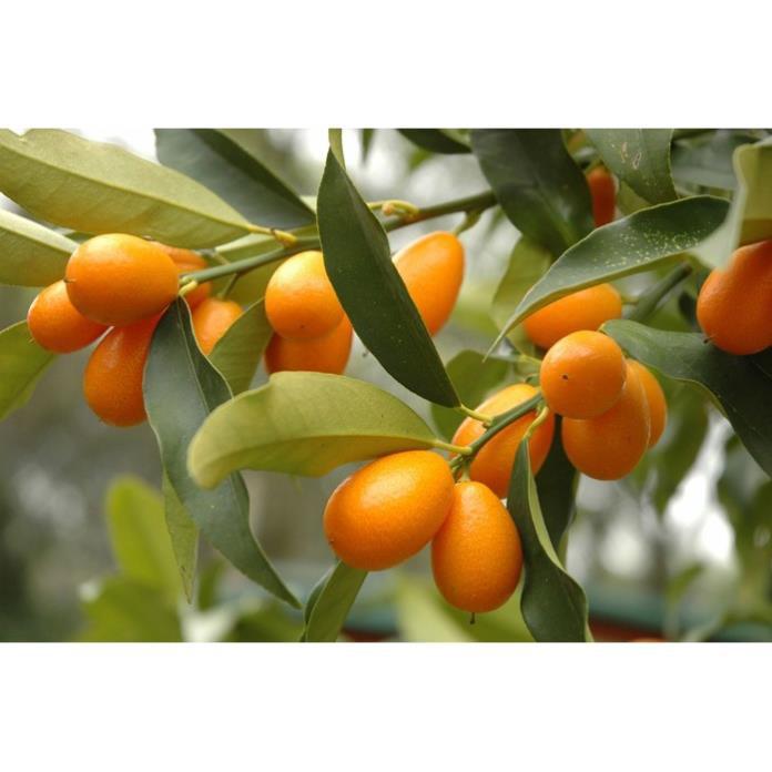 Quất ngọt trưởng thành giá rẻ