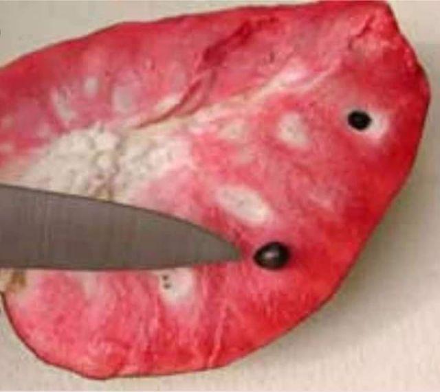 CÂY GIỐNG NA ĐỎ CAO SẢN